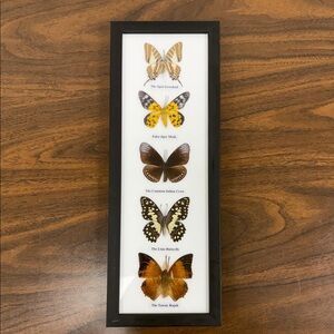 Framed Butterfly Display with Black Frame- real taxidermy butterflies